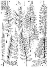 Image result for Asplenium normale