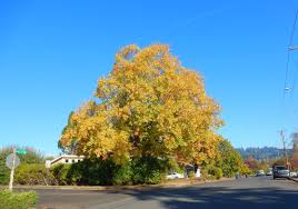 Today I saw this big tree in South Eugene, Oregon!