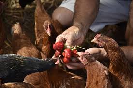 Uncooked raw or dried beans contain hemaglutin, which is poisonous to chickens. The Definitive List Of Chicken Treats What Can Chickens Eat