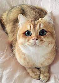Pinterest Carriefiter 90s Fashion Street Wear Street Style Photography Style Hipster Vintage Design Landscap Cute Cats Cute Animals Cute Cats And Kittens
