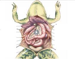 Frog Dissection- Identifying Organs and Anatomy Diagram | Quizlet