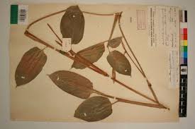 Image result for Hypselodelphys