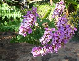 Image result for Aeollanthus pubescens