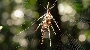Image result for Arachniodes webbiana