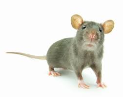 While diy pest control has many advantages, it also has its disadvantages. Rodent Control Atlanta Rodent Trapping Removal Dr Pest