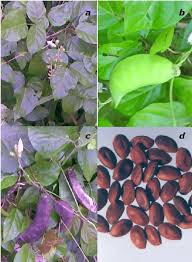 Image result for Canavalia cathartica