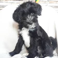 Ask questions and learn about tibetan terriers at nextdaypets.com. Tibetan Terrier For Sale In The City Of Novosibirsk Russian Federation Price Negotiated Announcement 8996