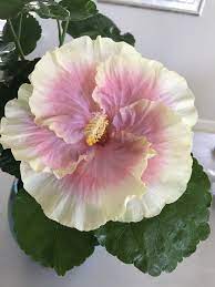 Pin On Hibiscus Of Hawaii