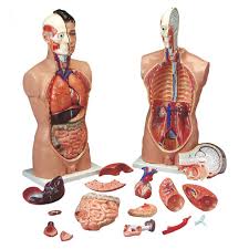 Human male anatomy, internal organs alone, full respiratory and. Full Size Male Torso Model 358 99 Free Uk Delivery