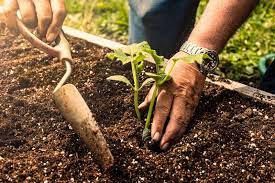 The best soil for monstera to ensure proper growth. Best Soil For A Raised Bed Vegetable Garden Lovetoknow