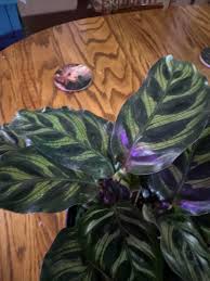 Image result for Crotalaria serpentinicola