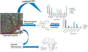 Image result for Fagaropsis