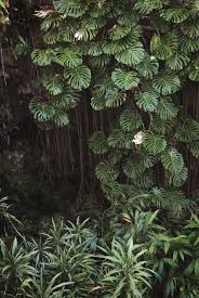 Majestic Amazing Green Aesthetic Plants Http Decorisme Co 2017 12 13 Amazing Green Aesthetic Plants More Flowers Boos Plants Plant Aesthetic Tropical Garden