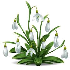 Start by drawing a rough outline of where the whole snowdrop flower circumference will be. 5 947 Snowdrop Vector Images Free Royalty Free Snowdrop Vectors Depositphotos