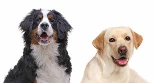 German shepherd puppies for sale in pa, as well as indiana, new york, ohio and other states. Bernese Mountain Dog Cross Puppies Cheap Buy Online