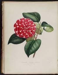 Pin On Camellias