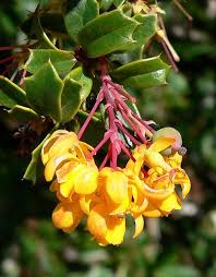 Image result for Berberis darwinii