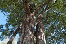 Image result for Diospyros mespiliformis