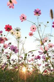Pin On Flowers Make Me Happy