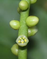 Image result for Basella paniculata