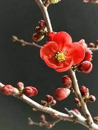 Chaenomes Korukoji
