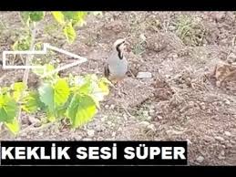 Bahcede Keklik Otusu Harika Keklik Ses Ses Bahce