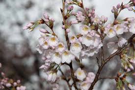 Sep 03, 2019 · the best way to spruce up your space and add life to your yard is by planting trees and shrubs. Ohio S Renowned Cherry Blossom Trees