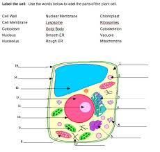 Check spelling or type a new query. Quia Cell Structure And Function