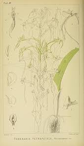 Image result for Habenaria tentaculigera