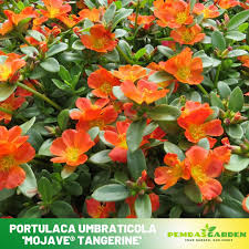 Image result for Portulaca foliosa