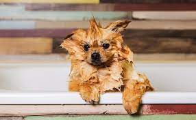 How To Bathe A Pomeranian Puppy Spinning Pom