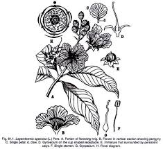 Image result for Lythraceae