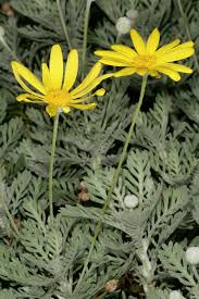 Image result for Euryops chrysanthemoides