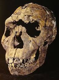 At least 44% of adults were actively nesting. Nariokotome Junge Wikipedia