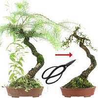 It's even more than just a japanese art form that uses living things. Larch Bonsai Care Bonsaischule Wenddorf