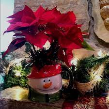 Cute Poinsettia Plant In A Mug Great Teacher Gifts Gifts In A Mug Christmas Wreaths Poinsettia Plant