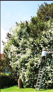 Maybe you would like to learn more about one of these? The Rambling Rose That Rose And Rose Pressreader