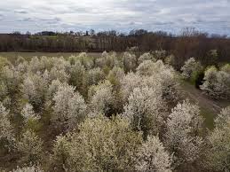 Several friends took the drive to florida and noticed the yellow forsythia trees hunkered along the roadside flowering as usual. Bradford Pear Trees Are Highly Invasive But Not Banned In Indiana
