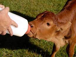Caring For Newborn Beef Calves Separated From Their Dams Mississippi State University Extension Service