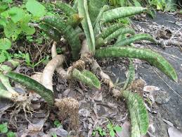 Image result for Sansevieria scimitariformis