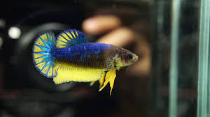 The purpose of this blog is for me to keep track of my betta spawns and also share some betta care tips, product reviews and breeding method. Live Betta Fish Female Blue Mustard Halfmoon Plakat Hmpk 1979 Youtube