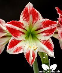 Pin On Flowers