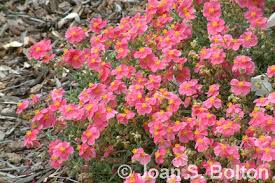 We did not find results for: Helianthemumrr02 In The Garden