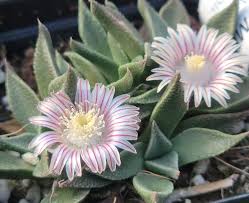 Image result for Nananthus