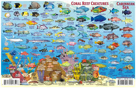 50 Studious Caribbean Fish Chart