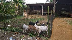 Model kandang kambing terbaik kandang kambing semi umbaran sangat bagus untuk kambing. Kandang Kambing Umbaran Hemat Biaya Dan Sehat Bagi Kambing Youtube