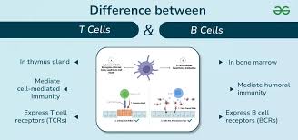 Image result for T-Lymphocyte