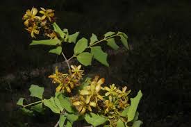 Image result for Janusia