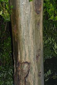 Image result for Sterculia appendiculata