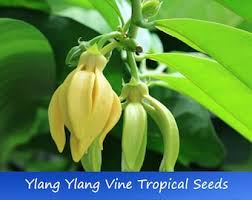 Image result for Artabotrys hexapetalus